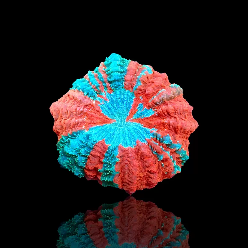 Acanthophyllia deshayesiana (bleeding apple) kopen ? | Coralandfishstore