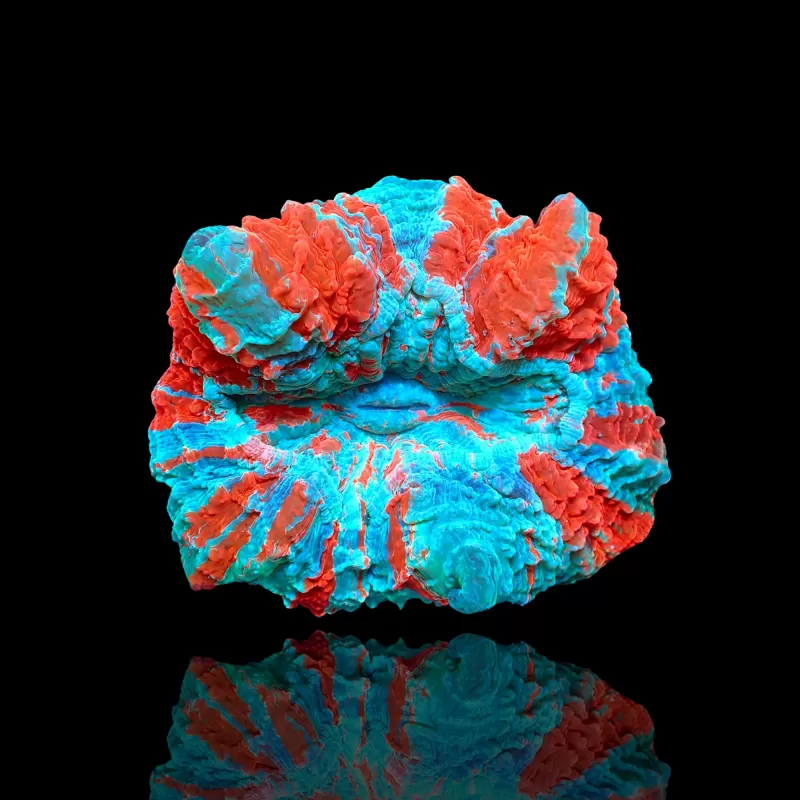 Acanthophyllia deshayesiana (bleeding apple) kopen ? | Coralandfishstore