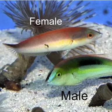 Pseudojuloides Kaleidos - Female