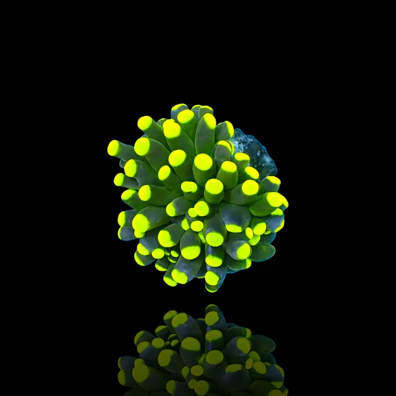 Kaufen Sie Euphyllia Cristata Rasta | Coralandfishstore.nl