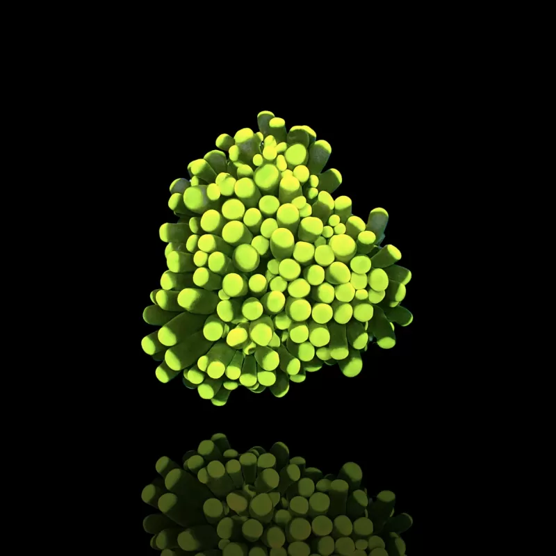 Euphyllia Cristata Rasta kopen | Coralandfishstore.nl