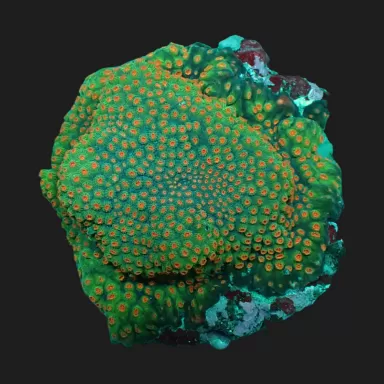 Cyphastrea spp Green/Red - Meteor Shower kopen ? Coralandfishstore