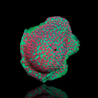 Möchten Sie Cyphastrea spp Green/Red - Meteorschauer kaufen? Corallandfishstore