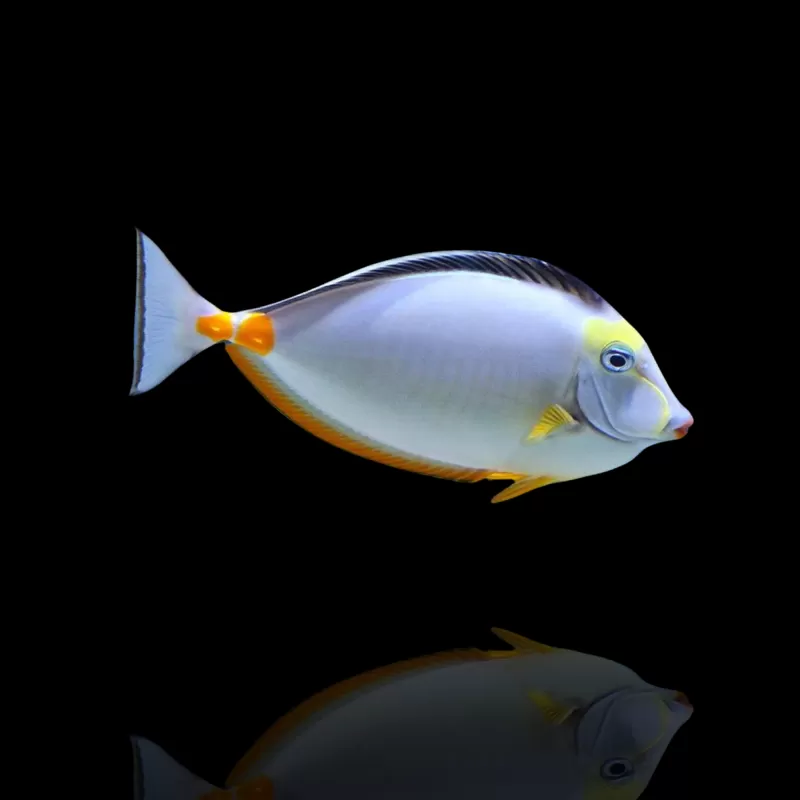 Naso literatus M-size , koekop kopen? | Coralandfishstore