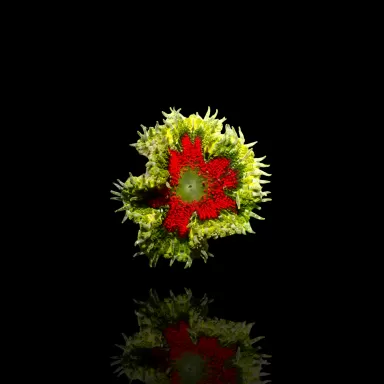 Epicystis Crucifer  Vietnam bestellen ? l Coralandfishstore.nl