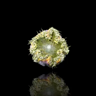 Epicystis Crucifer  Vietnam bestellen ? l Coralandfishstore.nl