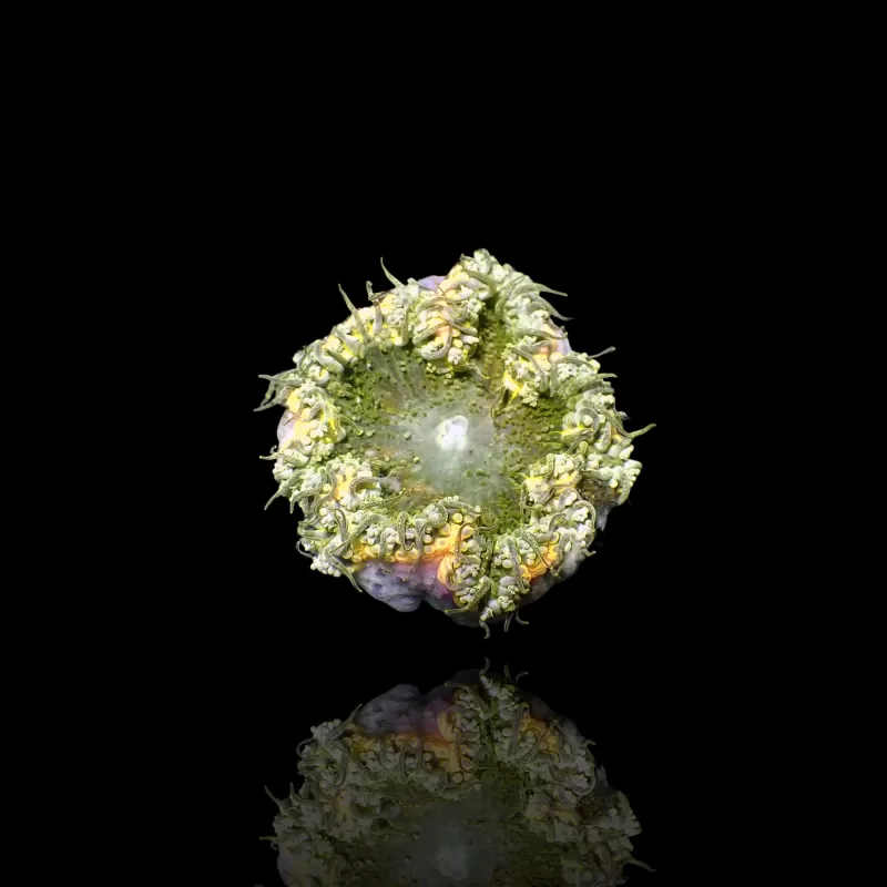 Epicystis Crucifer  Vietnam bestellen ? l Coralandfishstore.nl