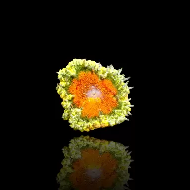 Epicystis Crucifer Anemoon - Vietnam