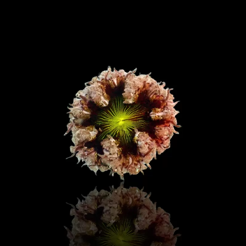 Epicystis Crucifer  Vietnam bestellen ? l Coralandfishstore.nl