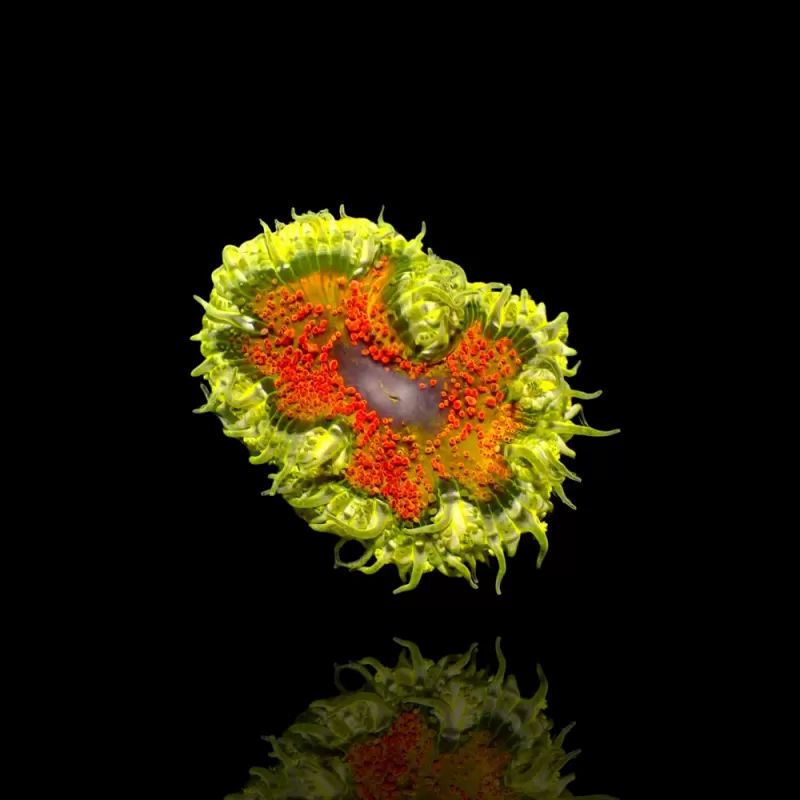 Epicystis Crucifer Vietnam bestellen? l Coralandfishstore.nl