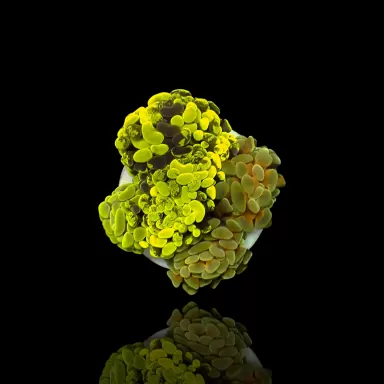 Euphyllia Paraancora Multi Garden 5 heads kopen ? | Coralandfishstore