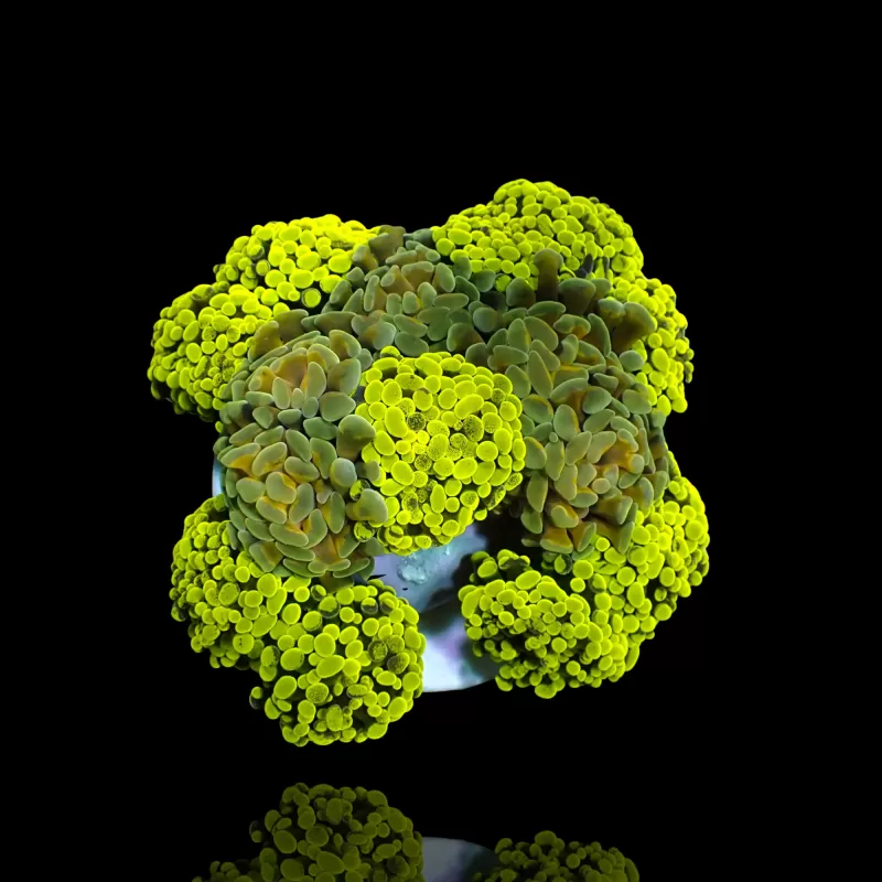 Möchten Sie Euphyllia paraancora Multi Garden 5 Köpfe kaufen? | Corallandfishstore