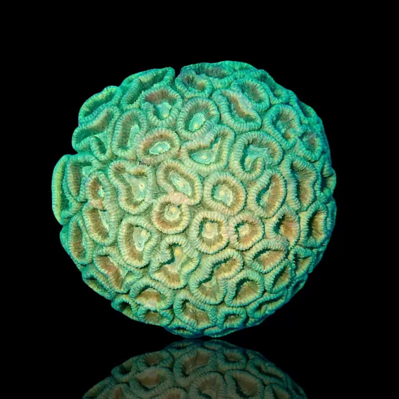 Favia Green Indonesien kaufen | Coralandfishstore.nl