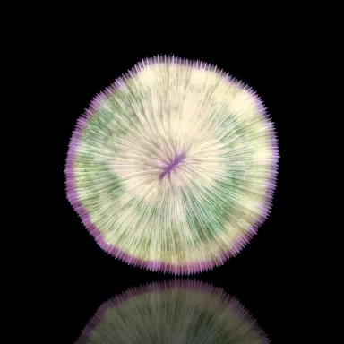 Pilze sp| Coralandfishstore.nl