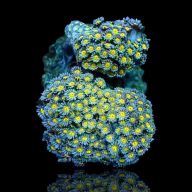 Goniopora sp. Kaufen Sie Grün mit Gelb/Orange | Coralandfishstore.nl