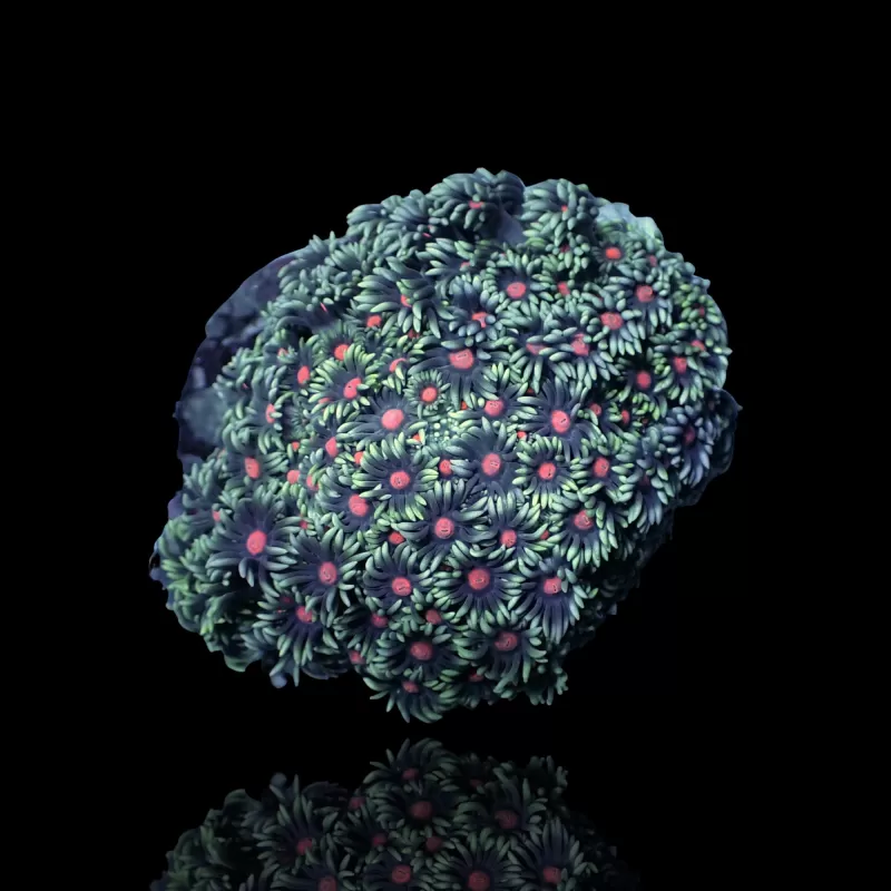 Goniopora Sp Red Heart M-size kopen | Coralandfishstore.nl