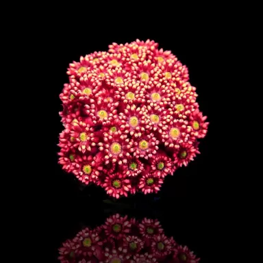 Goniopora sp Australie Red (M)