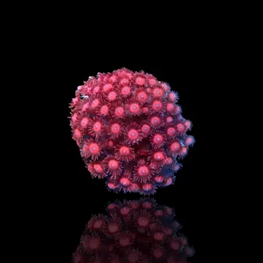 Goniopora sp Pink / Rot bestellen? l Coralandfishstore.nl