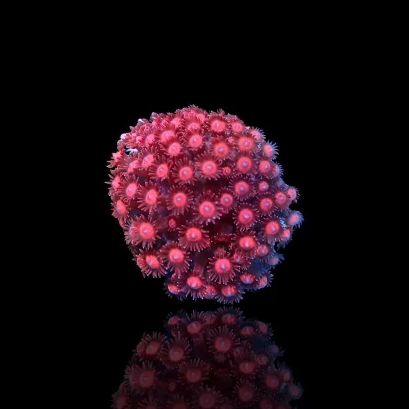 Goniopora sp Pink / Rot bestellen? l Coralandfishstore.nl