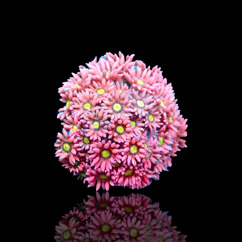 Goniopora sp Pink / Rot bestellen? l Coralandfishstore.nl