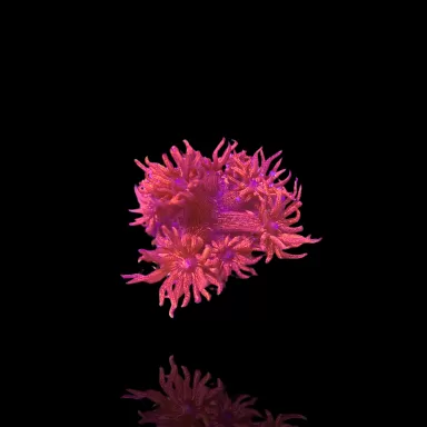 Goniopora sp  Pink / Red bestellen ? l Coralandfishstore.nl