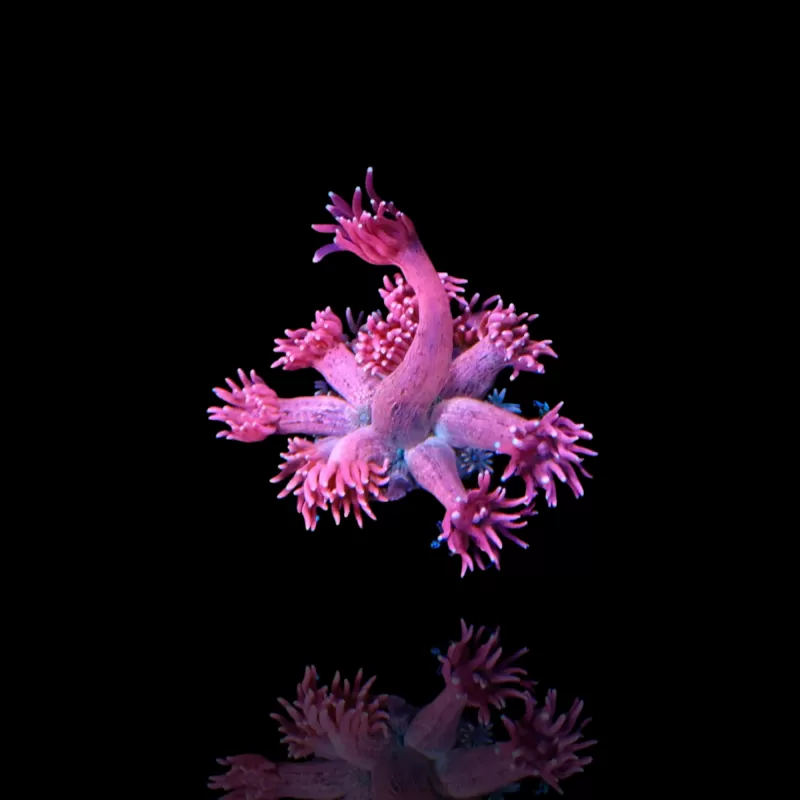 Goniopora sp Pink / Rot bestellen? l Coralandfishstore.nl