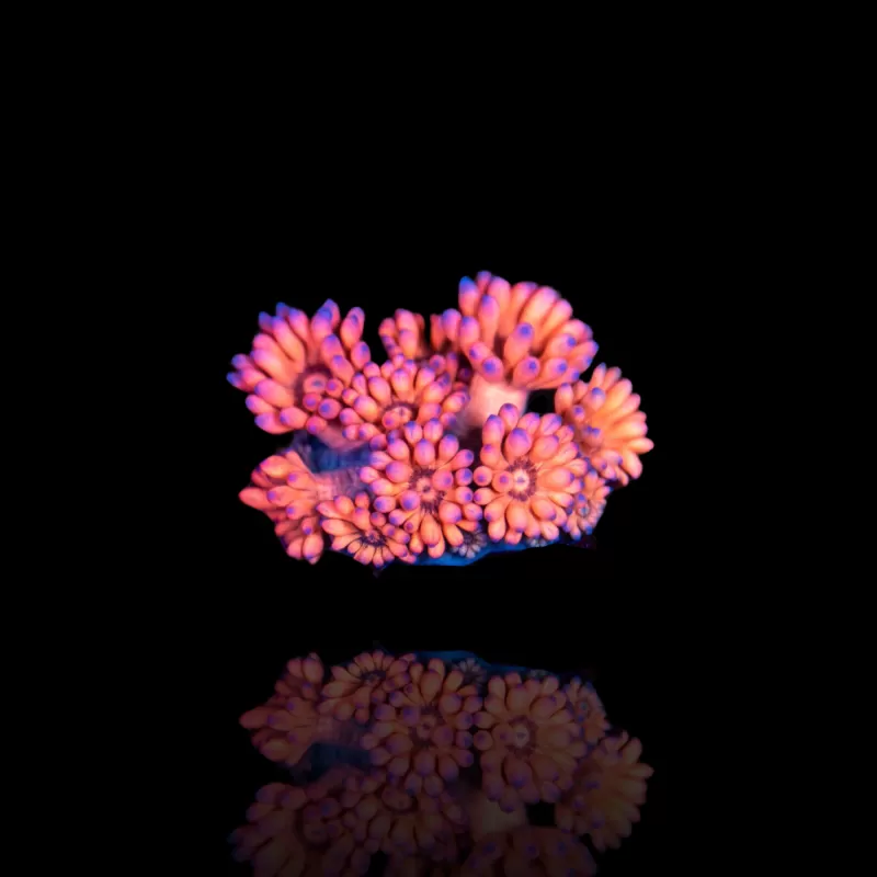 Goniopora sp  Pink / Red bestellen ? l Coralandfishstore.nl