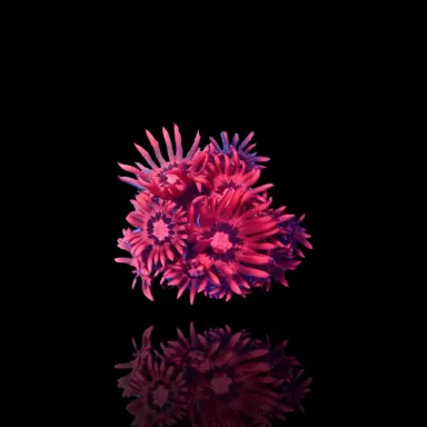 Goniopora sp  Pink / Red bestellen ? l Coralandfishstore.nl
