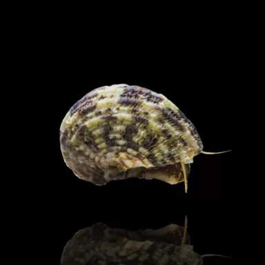 Möchten Sie Turbo Brunneus oder die Turboschnecke kaufen? | Corallandfishstore