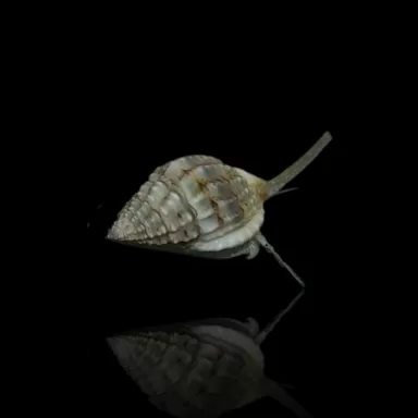 Nassarius Vibex sind kleine Sandschnecken