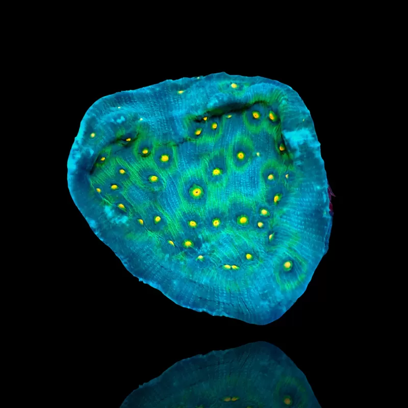 Mycedium Robokaki Chalice Coral  kopen | Coralandfishstore.nl