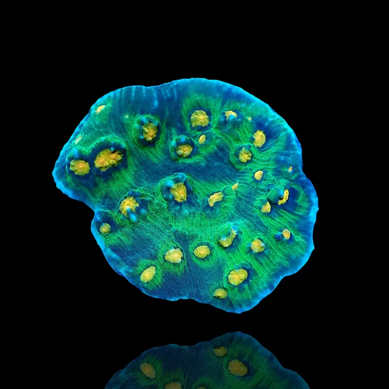 Mycedium Robokaki Chalice Coral  kopen | Coralandfishstore.nl