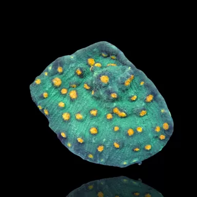 Mycedium Robokaki Chalice Coral