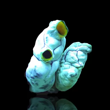 Korallen- und Fischgeschäft - Polycarpa aurata