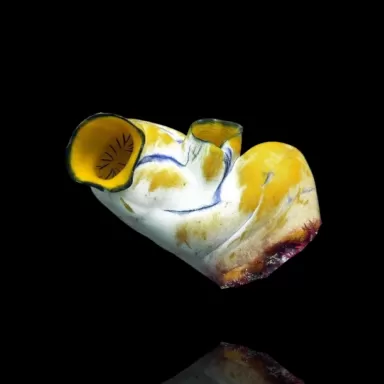 Korallen- und Fischgeschäft - Polycarpa aurata