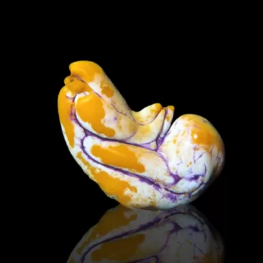 Korallen- und Fischgeschäft - Polycarpa aurata