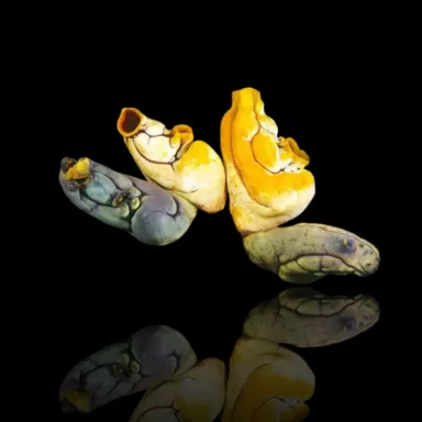 Korallen- und Fischgeschäft - Polycarpa aurata