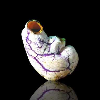 Korallen- und Fischgeschäft - Polycarpa aurata