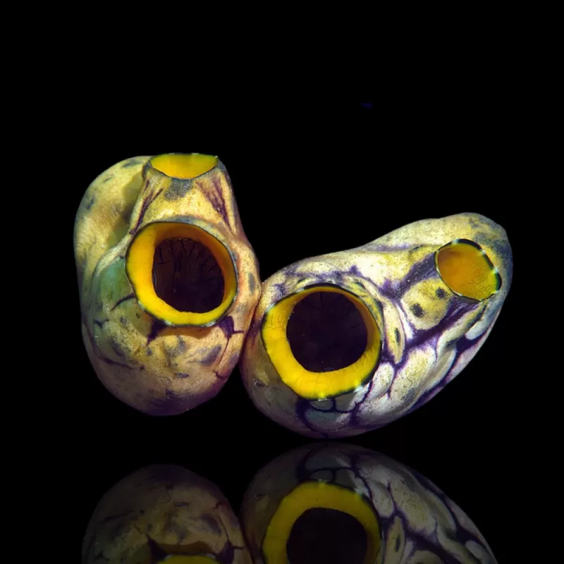 Korallen- und Fischgeschäft - Polycarpa aurata