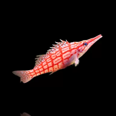 Möchten Sie Oxycirrhites Typus kaufen? | Coralandfishstore.nl