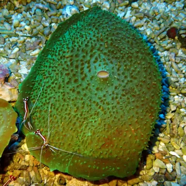 Möchten Sie Amplexidiscus Fenestrafer (XL) bestellen? l Coralandfishstore.nl