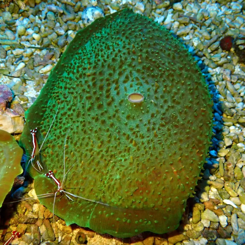 Möchten Sie Amplexidiscus Fenestrafer (XL) bestellen? l Coralandfishstore.nl