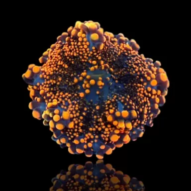 Ricordea Yuma Ultra Orange (1 Ohr) kaufen | Coralandfishstore.nl
