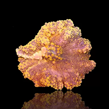 Ricordea Yuma Ultra Orange (1 oor) kopen | Coralandfishstore.nl