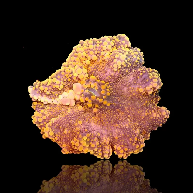 Ricordea Yuma Ultra Orange (1 oor) kopen | Coralandfishstore.nl