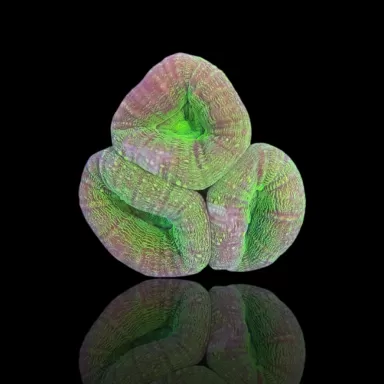 Lobophyllia green