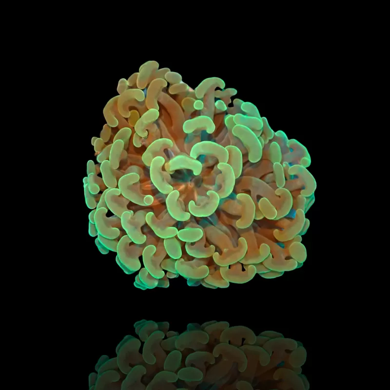 Euphyllia Ancora sp. kaufen | Coralandfishstore.nl