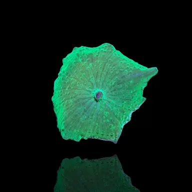 Discosoma groen kopen | Coralandfishstore.nl