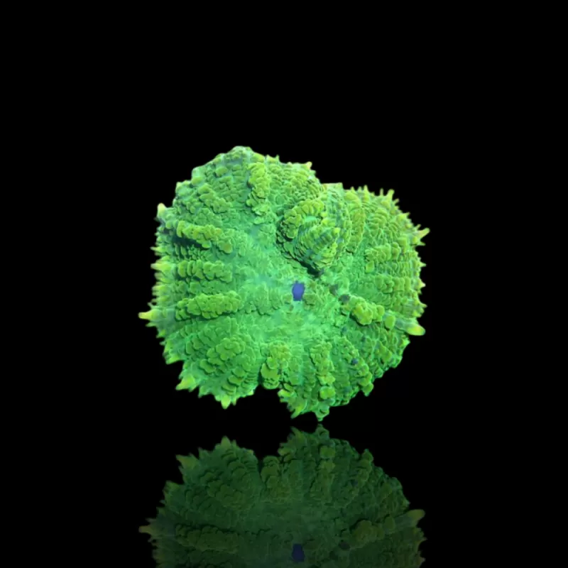 Discosoma grün kaufen | Coralandfishstore.nl