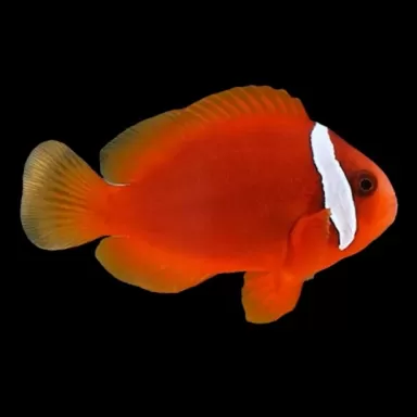 Amphiprion frenatus| Coralandfishstore.nl